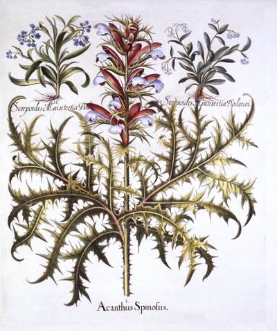 Spiny Bears Breech e Non-ti-scordar-di-me, da Hortus Eystettensis, di Basil Besler, pub. 1613 da German School